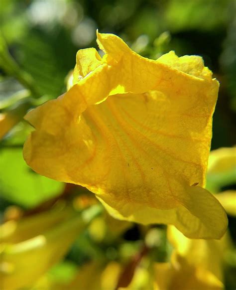 Yellow Trumpet Photograph by Luke Levi - Fine Art America