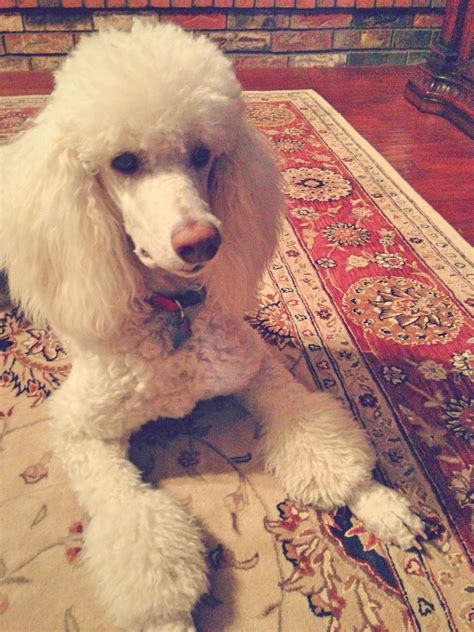 Chloe Ann Abigail | Poodle, Poodle dog, Standard poodle