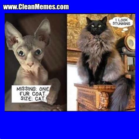 Cat Memes – Page 19 – Clean Memes