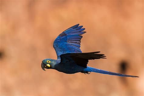 Arara Azul Da Caatinga