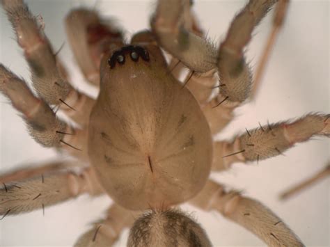 Dorsal Cephalothorax | lcspiderlab | Flickr