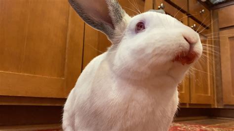 Killer Rabbit
