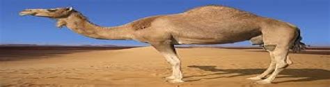 Try Collect | A Camel