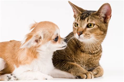 Cat Gently Petting Sleeping Chihuahua Puppy Melts Hearts—'Just Checking