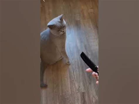 Кот рыгает, приколы 😅 - YouTube