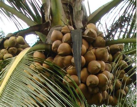 Palmeras cocos - Imagui
