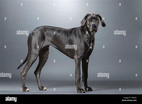 Great dane hi-res stock photography and images - Alamy