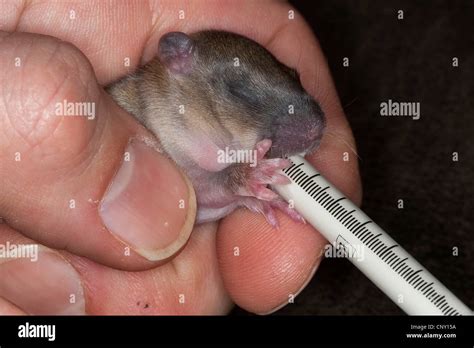 Juvenile rat hi-res stock photography and images - Alamy