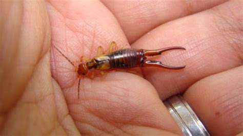 Getting Rid of Earwigs, Earwig Pest Control, How to Get Rid of Earwigs