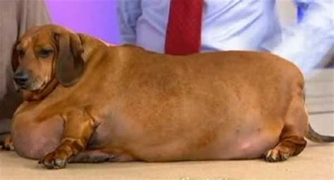 FAT sausage | Fat animals, Dogs, Weiner dog