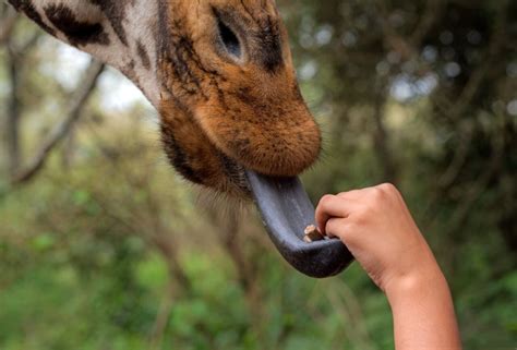Perfect Your Pronunciation With These 100 English Tongue Twisters