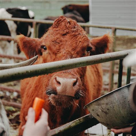 cost analysis financial review intendit dairy solutions dairy