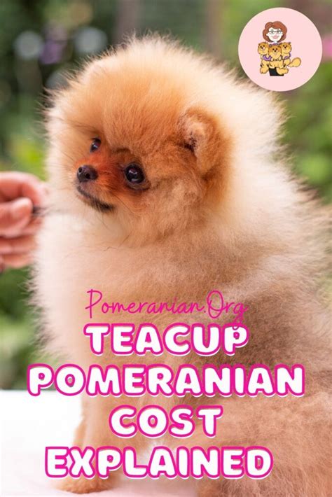 What is the Price of Teacup Pomeranian Puppies? Teacup Pomeranian Cost