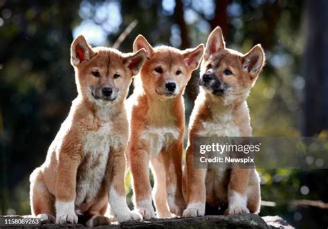 dingo pup   premium high res pictures getty images