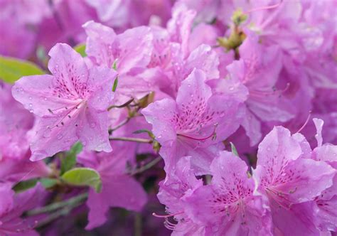 Size Matters: Choosing the Right Azalea Plant for Your Landscape