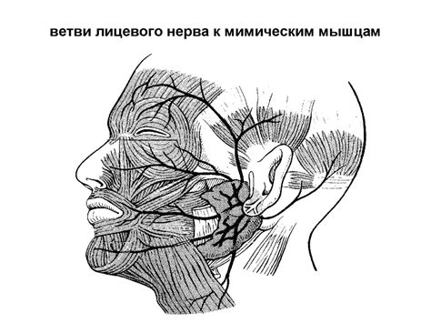 Черепно-мозговые нервы - презентация онлайн