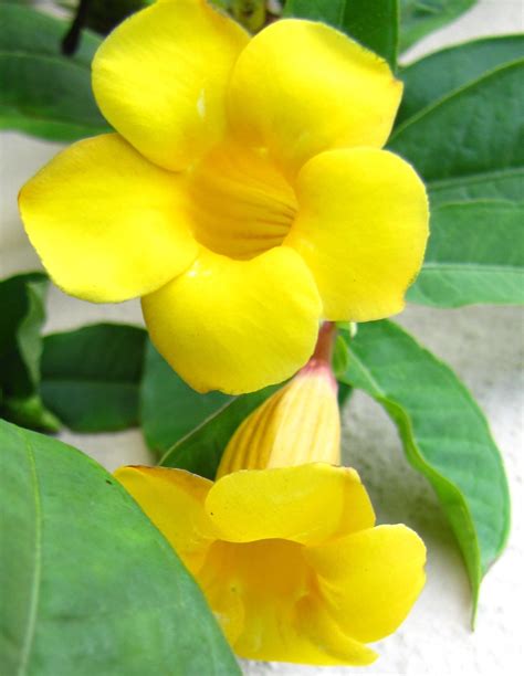 tree with yellow flowers florida