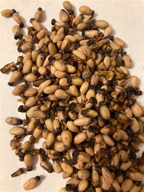 Pacific Dogwood Tree Seeds (CORNUS NUTTALLII) | TreeSeedMan.Com TREE