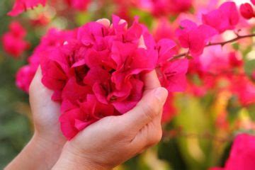 Bougainvillea Care Tips – BGI Premium Plant Foods