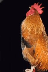 Cock GIFs | Tenor