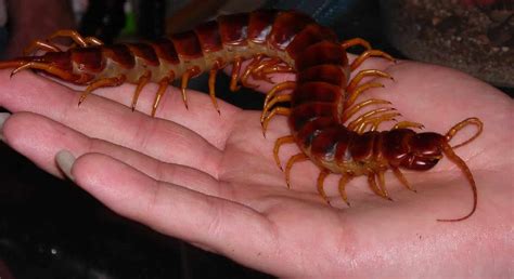 Lacraia Gigante da Amazônia | Mundo Ecologia