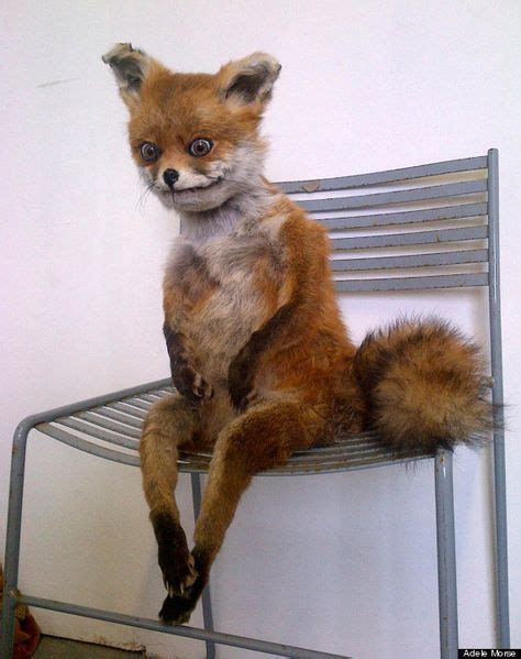 Proof That This Fox Is You In Any Awkward Situation (With images ...