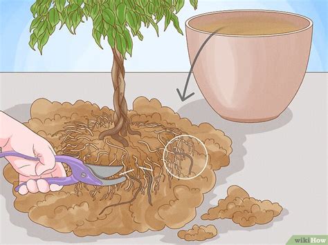 How to Prune a Ficus Tree: Ideal Times & Pruning Techniques
