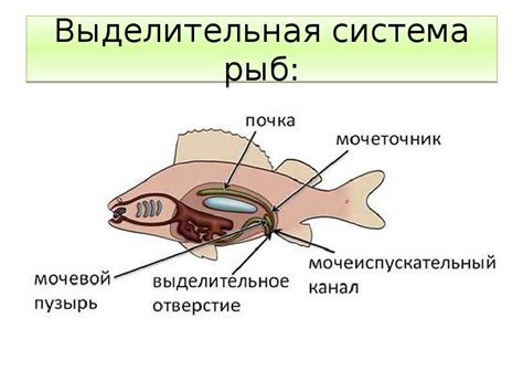 Органы выделения животных