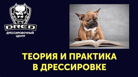 Теория и практика в дрессировке !с чего начать дрессировку или обучение ...