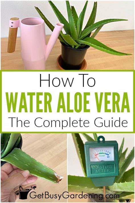 Aloe Vera Watering Guide (When, How Often & How Much)