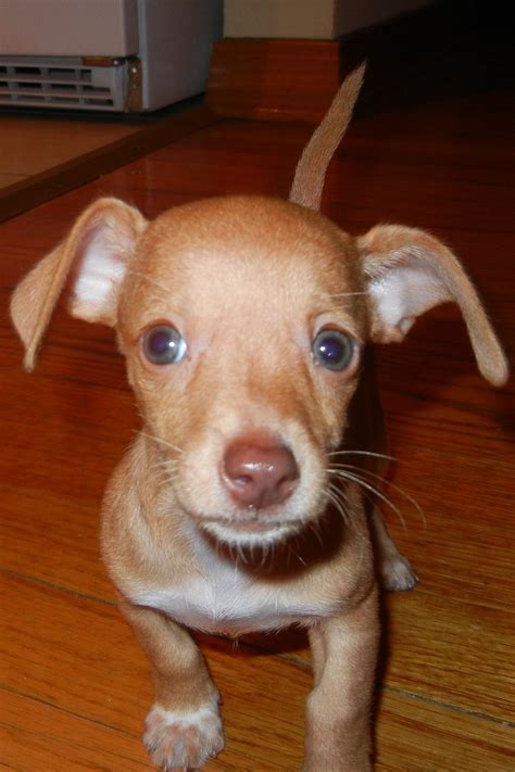 B-girl in her new surroundings. Chiweenie, 3 Month Olds, Girls Life, 3 ...