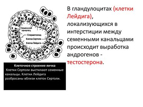 Половые железы. Функции - презентация онлайн