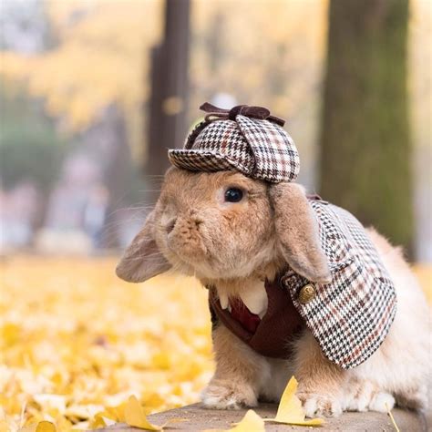 Fall Rabbit in Newsboy Hat and Coat