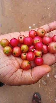 village fresh fruits natural fruit  karnataka india youtube