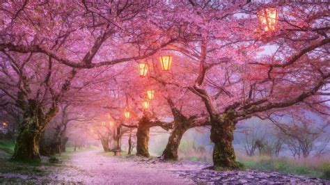 Japan Cherry Blossom Wallpapers - Top Free Japan Cherry Blossom ...