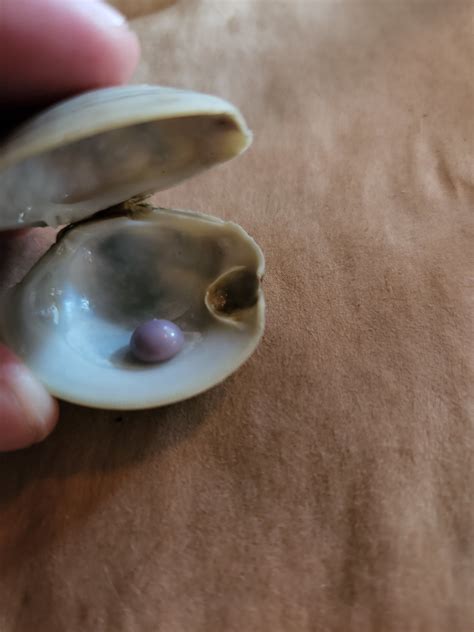 ONE IN A MILLION: Man Discovers Rare Purple Pearl In Clam At Delaware