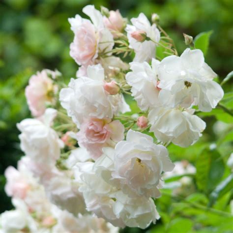 Penelope | Flower garden design, David austin roses, Shrub roses