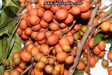 gambar pokok buah buahan tempatan warisan petani ogos  spencer