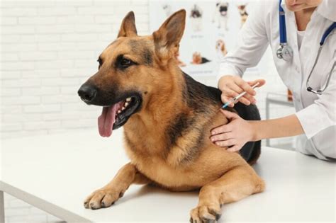 10 распространенных побочных эффектов вакцинации против бешенства у ...
