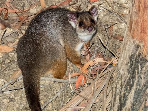 Ring-tailed Possum in Queensland Australia Stock Photo - Image of ...