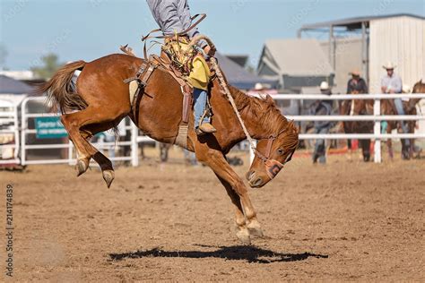 Bucking Bronco Horse At Country Rodeo Stock Photo | Adobe Stock