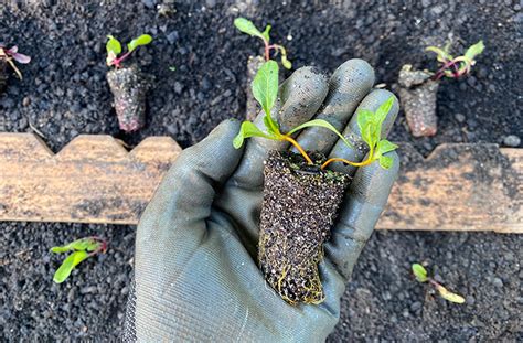Start Beet Seeds in Containers for Better Results | Video | joe gardener®