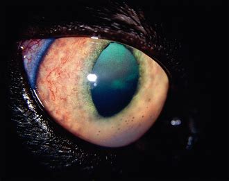 Uveitis In Dogs