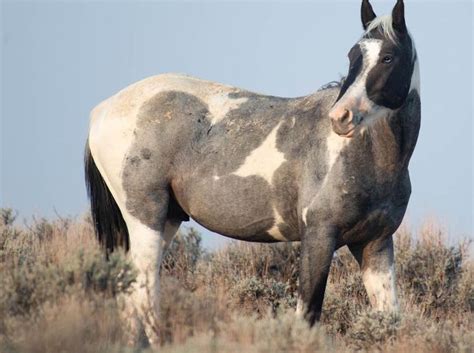 brown  white horse painting mustang horse colors blue roan