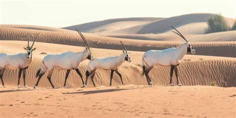 Oryx: A Wildlife Guide To The Oryx ️