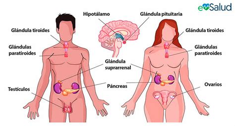 SISTEMA ENDOCRINO y SISTEMA INMUNE