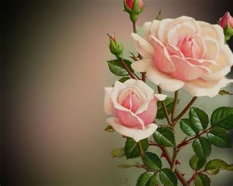 Pin de Maria andriola em flores | Flores, Fotos, Artes