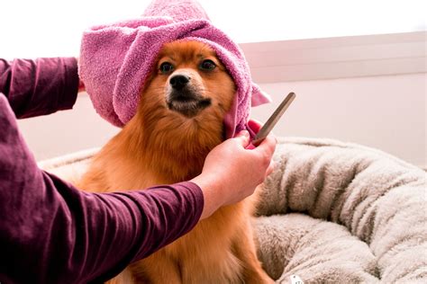 petco grooming prices for small dogs 8