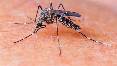 Dengue fever: New antibody discovery boosts hope for universal dengue ...