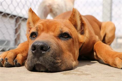 common cane corso health problems   animals